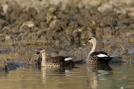 Indian Spot-billed Duck