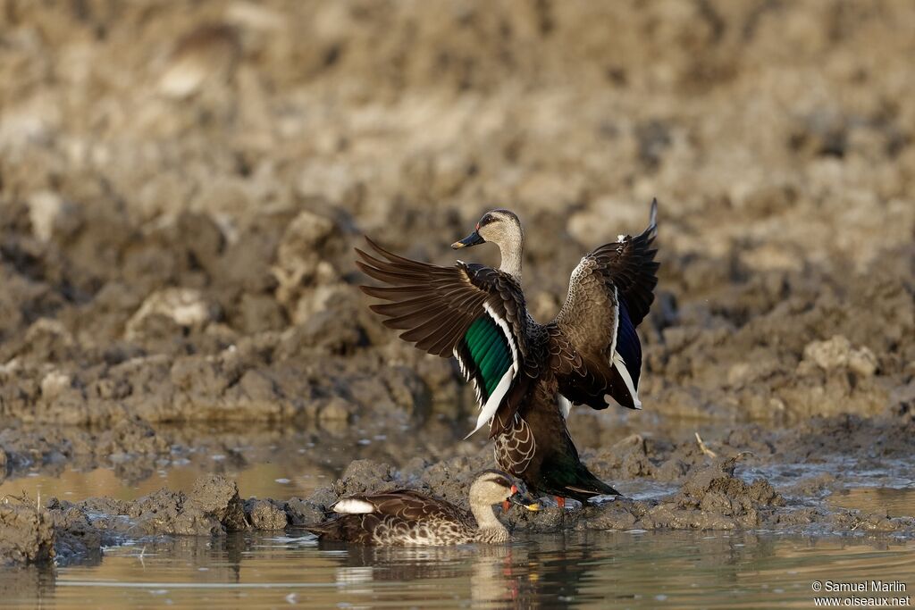 Canard à bec tachetéadulte