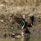 Canard à bec tacheté