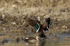 Canard à bec tacheté