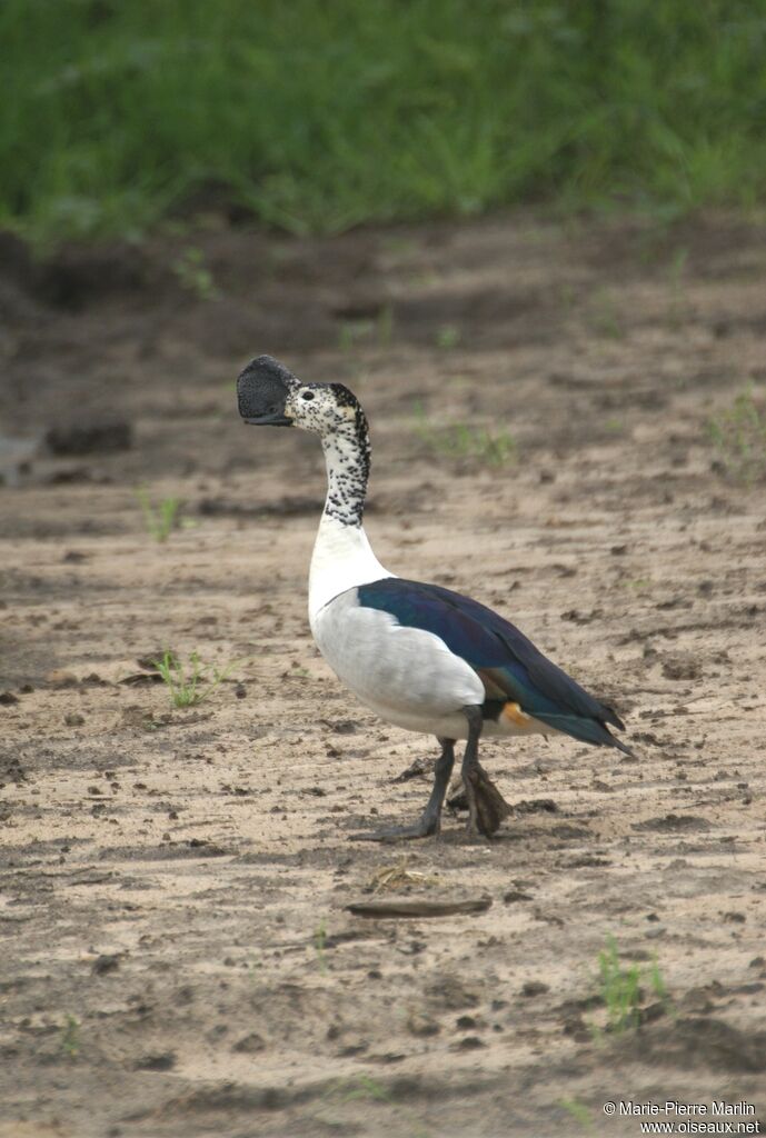 Knob-billed Duck male adult