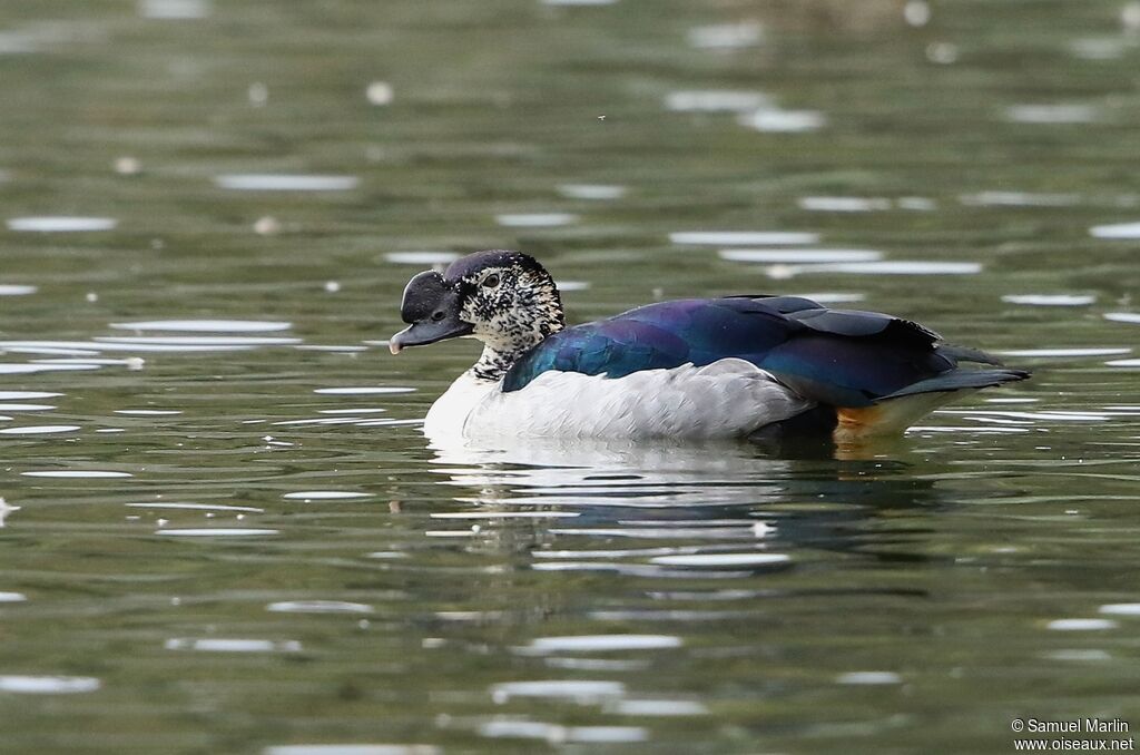 Knob-billed Duckadult