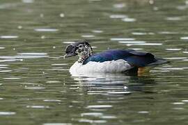 Knob-billed Duck