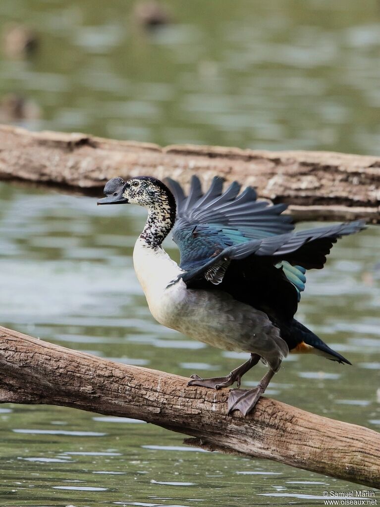 Knob-billed Duckadult