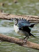 Knob-billed Duck