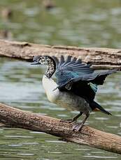 Canard à bosse