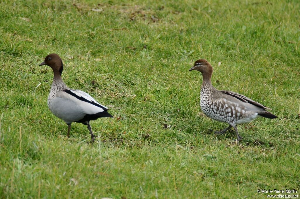 Canard à crinièreadulte internuptial