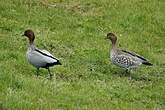 Canard à crinière