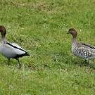 Canard à crinière