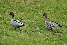 Canard à crinière