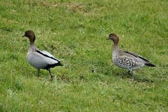 Canard à crinière