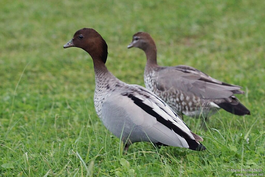 Canard à crinière