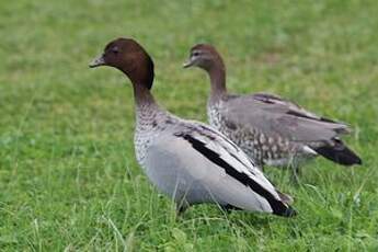 Canard à crinière