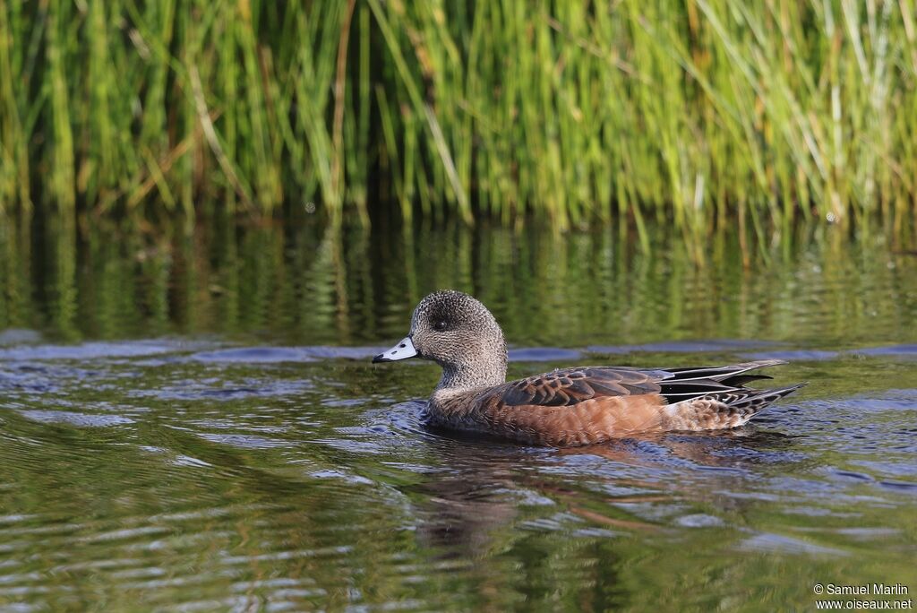 Canard à front blancadulte