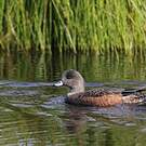 Canard à front blanc