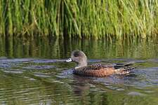 Canard à front blanc