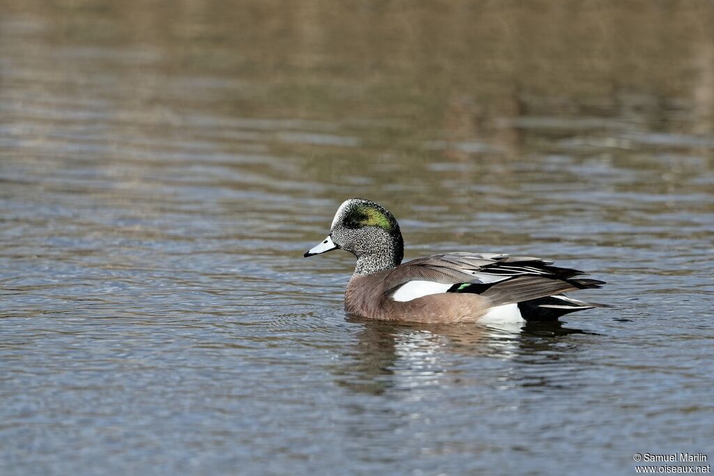 Canard à front blanc mâle adulte