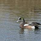 Canard à front blanc