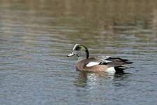 Canard à front blanc