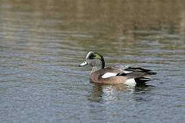 American Wigeon