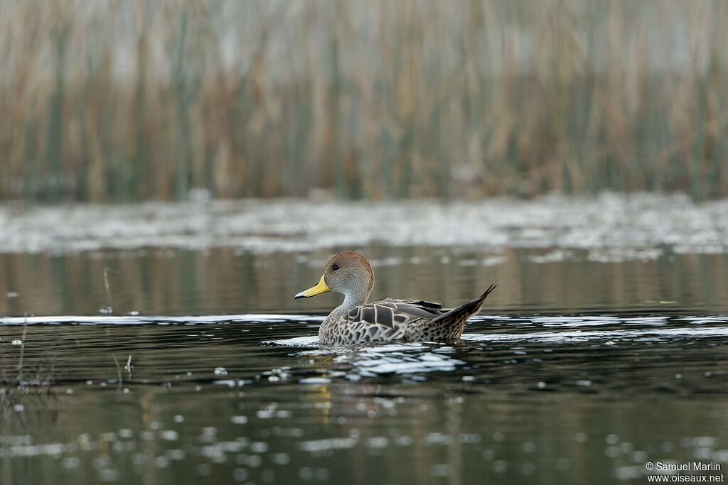 Yellow-billed Pintailadult