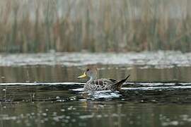 Yellow-billed Pintail