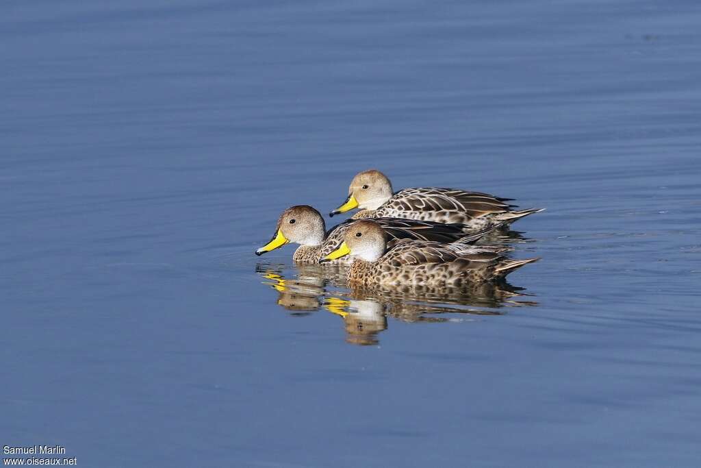 Yellow-billed Pintailadult, pigmentation, swimming