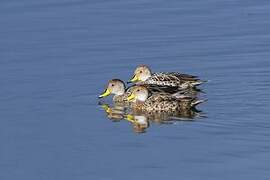 Yellow-billed Pintail