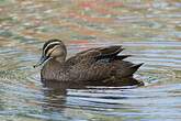 Canard à sourcils