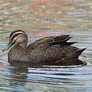 Canard à sourcils