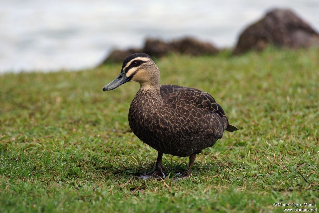 Pacific Black Duckadult