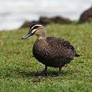 Canard à sourcils