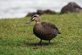 Canard à sourcils