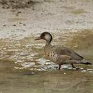 Canard amazonette