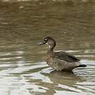 Canard amazonette