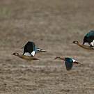 Canard amazonette