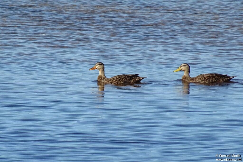 Canard brunadulte