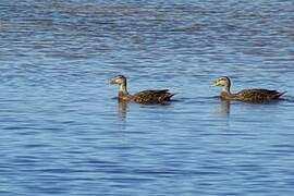 Canard brun