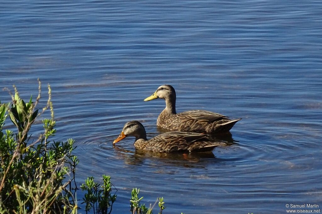 Canard brunadulte