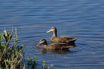 Canard brun