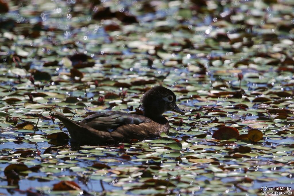 Canard carolin femelle adulte