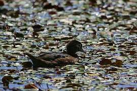 Wood Duck