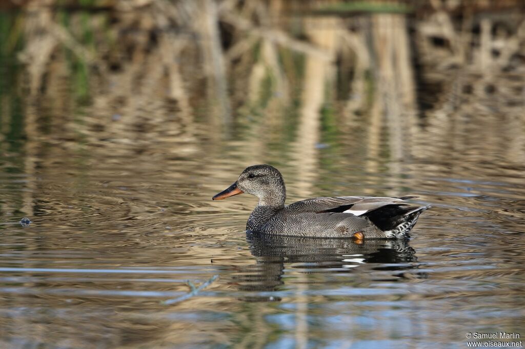 Gadwall