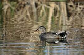 Gadwall