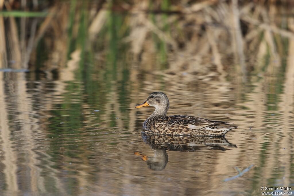 Canard chipeau femelle adulte