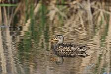 Canard chipeau