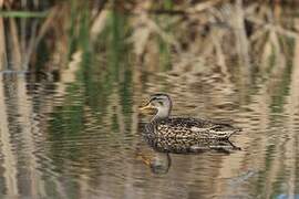 Gadwall