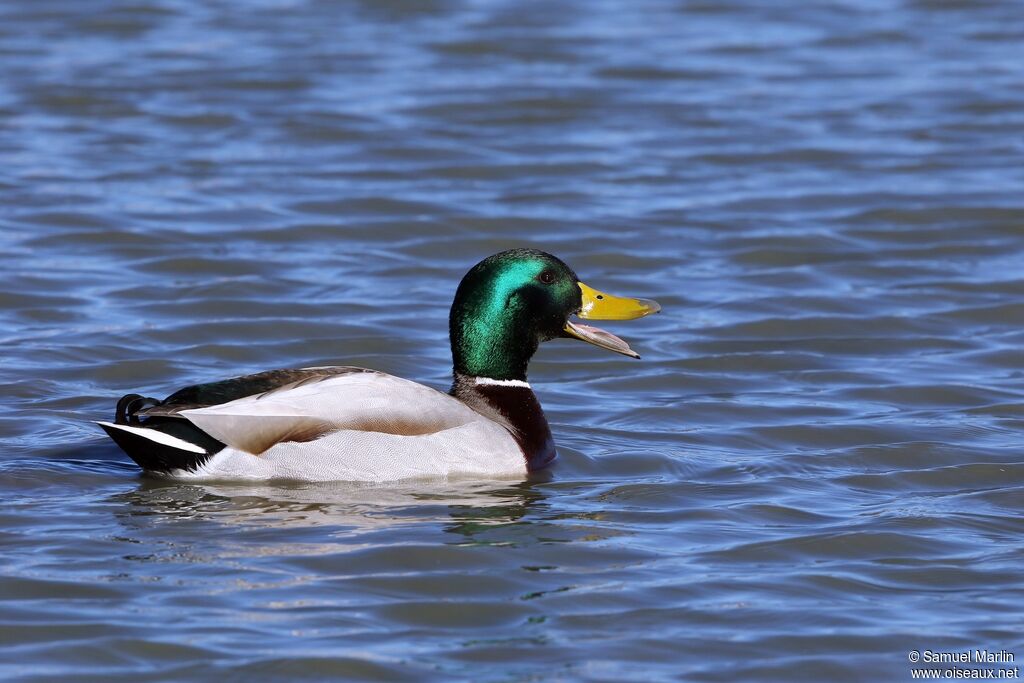 Canard colvert mâle adulte