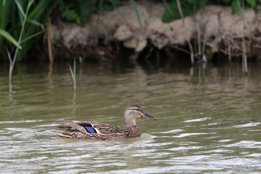 Canard colvert femelle adulte