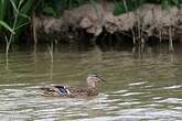 Canard colvert